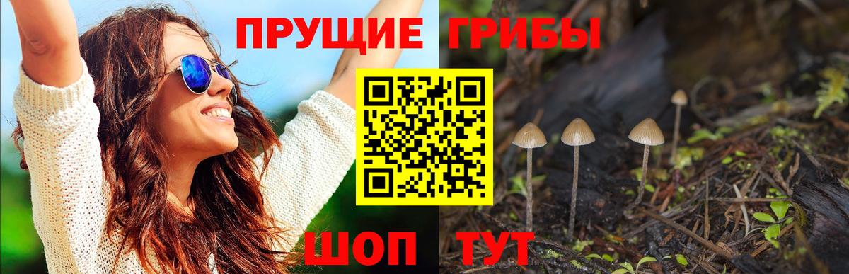 Галлюциногенные грибы прущие грибы Карачаевск